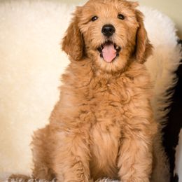 Cavapoo and Goldendoodle Puppies from Safari Doodles