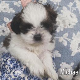 Michael - Brindle and white male Shih Tzu puppy in Jasper, Georgia from Tiny Bubbles Shih Tzus