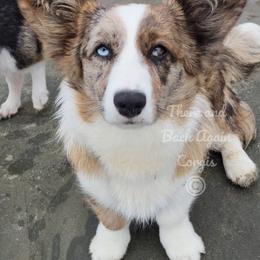 American Corgi and Cardigan Welsh Corgi Puppies from There and Back Again Corgis