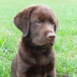 Labrador Retriever Puppies from Rebellion Labradors