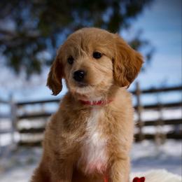 Cannelloni - Apricot female Goldendoodle puppy in Mc Arthur, California from California Golden Love