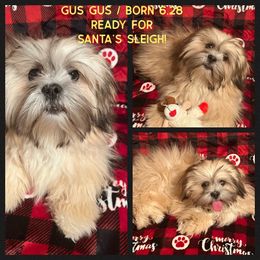 GusGus - Lhasa Apso puppy in Oklahoma from Lhasa Apso OKC