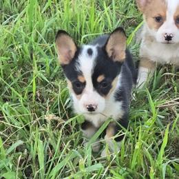 Sookie - Black and tan female Pembroke Welsh Corgi puppy in Chariton, Iowa from Kickin It Acres BCs