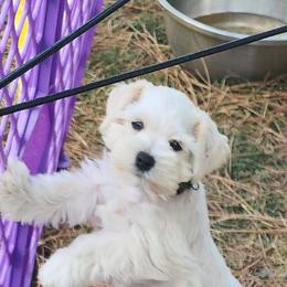 Hank - Wheaten male Miniature Schnauzer puppy in Ferndale, Washington from Blackhorse Schnauzers Washington state