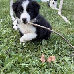 Ollie - Black and white male Border Collie puppy in Salem, Indiana from Hidden Creek