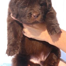 Jack (Blue collar) - Brown male Newfoundland puppy in Kimball Twp, Michigan from Pine River Newfoundlands