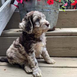 Nalu - Merle female Goldendoodle puppy in Charlotte, North Carolina from Hopeful Heart Doodles