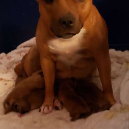 Eloise - Staffordshire Bull Terrier