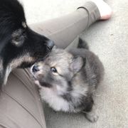 Finnish Lapphund Puppies from Forest Trail Finnish Lapphunds