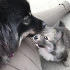 Finnish Lapphund Puppies from Forest Trail Finnish Lapphunds