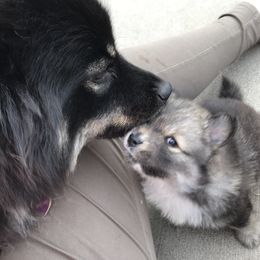 Finnish Lapphund Puppies from Forest Trail Finnish Lapphunds