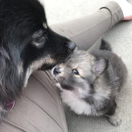Finnish Lapphund Puppies from Forest Trail Finnish Lapphunds
