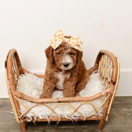 Pink Rose has her own genetic testing - Apricot female Goldendoodle puppy in St. George, Utah from Dashing Doodle Pups