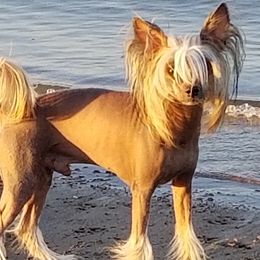 Chinese Cresteds from Whatadog Chinese Crested