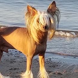 Chinese Cresteds from Whatadog Chinese Crested