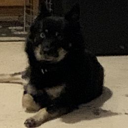 Essie - Pomsky