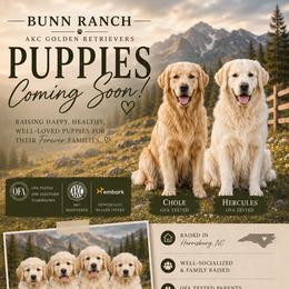 Golden Retriever puppies from Bunn Ranch Goldens & Bernese