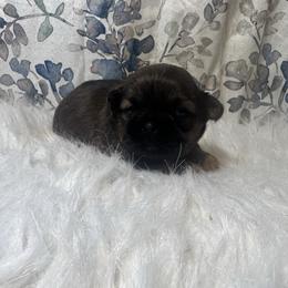 Boy 1 - Sable male Shih Tzu puppy in Tenino, Washington from Fantasy Realm Shih Tzus