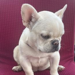 Hope - Cream female French Bulldog puppy in Selma, Texas from Debruyn Bulldogs