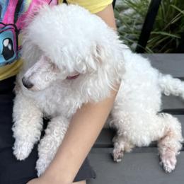 Poodle puppies from Standard Hearts