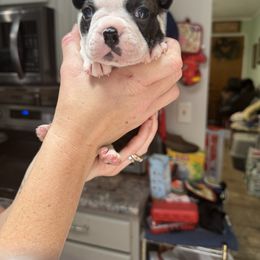 Boston Terrier Puppies from Washburns bostons