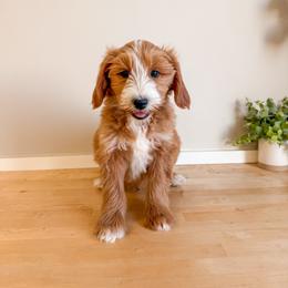 Chesney - Red  male Goldendoodle puppy in Melba, Idaho from KZ Doodles