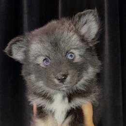Prince - Black and white male Pomsky puppy in Spring Hill, Florida from Besties Paw Life