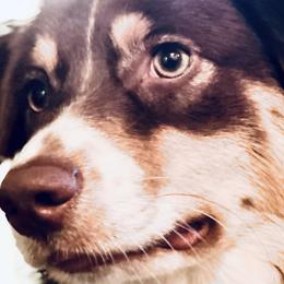 Australian Shepherds from Griffin Tides - Australian Shepherds