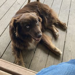 Diesel - Australian Shepherd