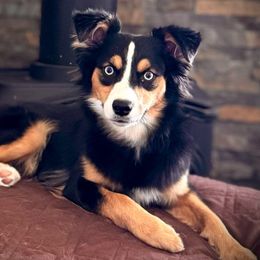 Tyrion - Miniature Australian Shepherd