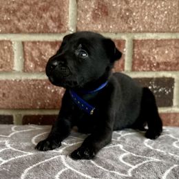 Lake - Black brindle male Dutch Shepherd puppy in Fayetteville, North Carolina from Iron Sight K9s