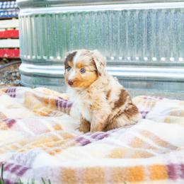 Yeah-yeah - Red merle female Miniature Australian Shepherd puppy in Enoch, Utah from Twisted H Aussies