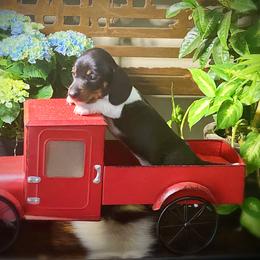 Dachshund Puppies from SR Mini Dachshunds