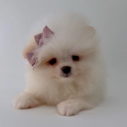 Hattie - Orange parti female Pomeranian puppy in California from Petite Poms Of CA