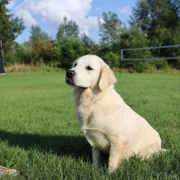 Belgian Sheepdog and Golden Retriever Puppies from Mi-Kels Belgians and Goldens