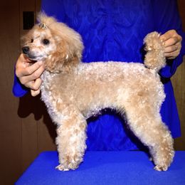 Princess - Poodle
