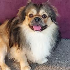 Gibbson - Tibetan Spaniel