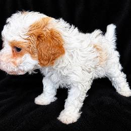 Bichon Frise and Poodle Puppies from Daisy Pups