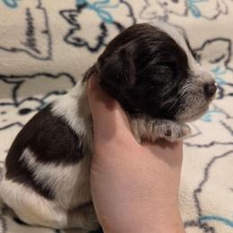Meyer - Parti male Miniature Schnauzer puppy in Graham, Washington from Olivia's Miniature Schnauzer's