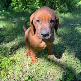 Light Boy - Red male Redbone Coonhound puppy in Cunningham, Tennessee from Redbone Ranch