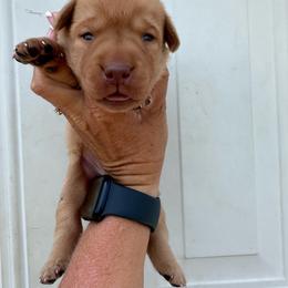 Pink - Yellow female Labrador Retriever puppy in Newton Grove, North Carolina from Wayalife Labradors & Gsp’s