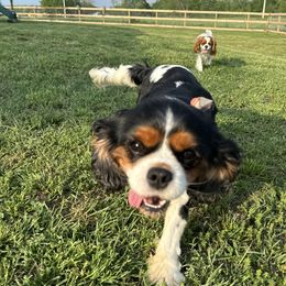 Ford - Cavalier King Charles Spaniel