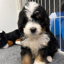 Mr. Confident - Tri-color male Bernedoodle puppy in Hegins, Pennsylvania from Bubbling Springs Doodles, LLC