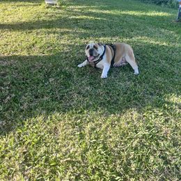 Acadia - Bulldog