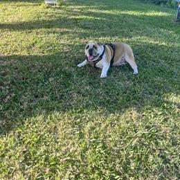 Acadia - Bulldog