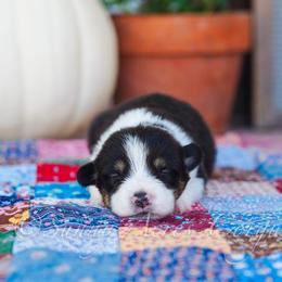 Nutmeg - Black and tan female Pembroke Welsh Corgi puppy in Bedford, Indiana from Sunny Acres Corgis