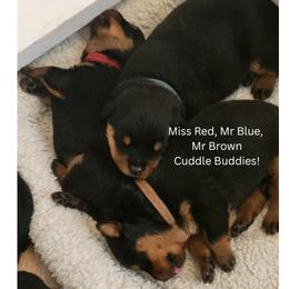 Boy 2 - Black and mahogany male Rottweiler puppy in Snohomish, Washington from Sky Valley Rottweilers