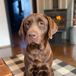 Charolette - Labrador Retriever