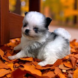 Blue Merle Parti - Blue merle male Pomeranian puppy in Harrah, Oklahoma from Sunshines Pomeranians & Cavapoos
