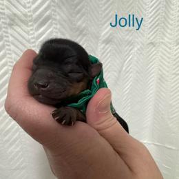 Jolly - Black and tan male Yorkshire Terrier puppy in Valdosta, Georgia from Sweet Georgia Yorkies